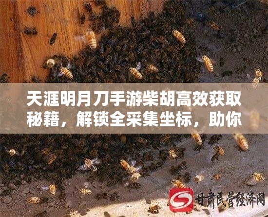 天涯明月刀手游柴胡高效获取秘籍，解锁全采集坐标，助你轻松收集珍贵材料