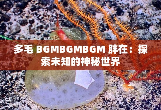 多毛 BGMBGMBGM 胖在：探索未知的神秘世界