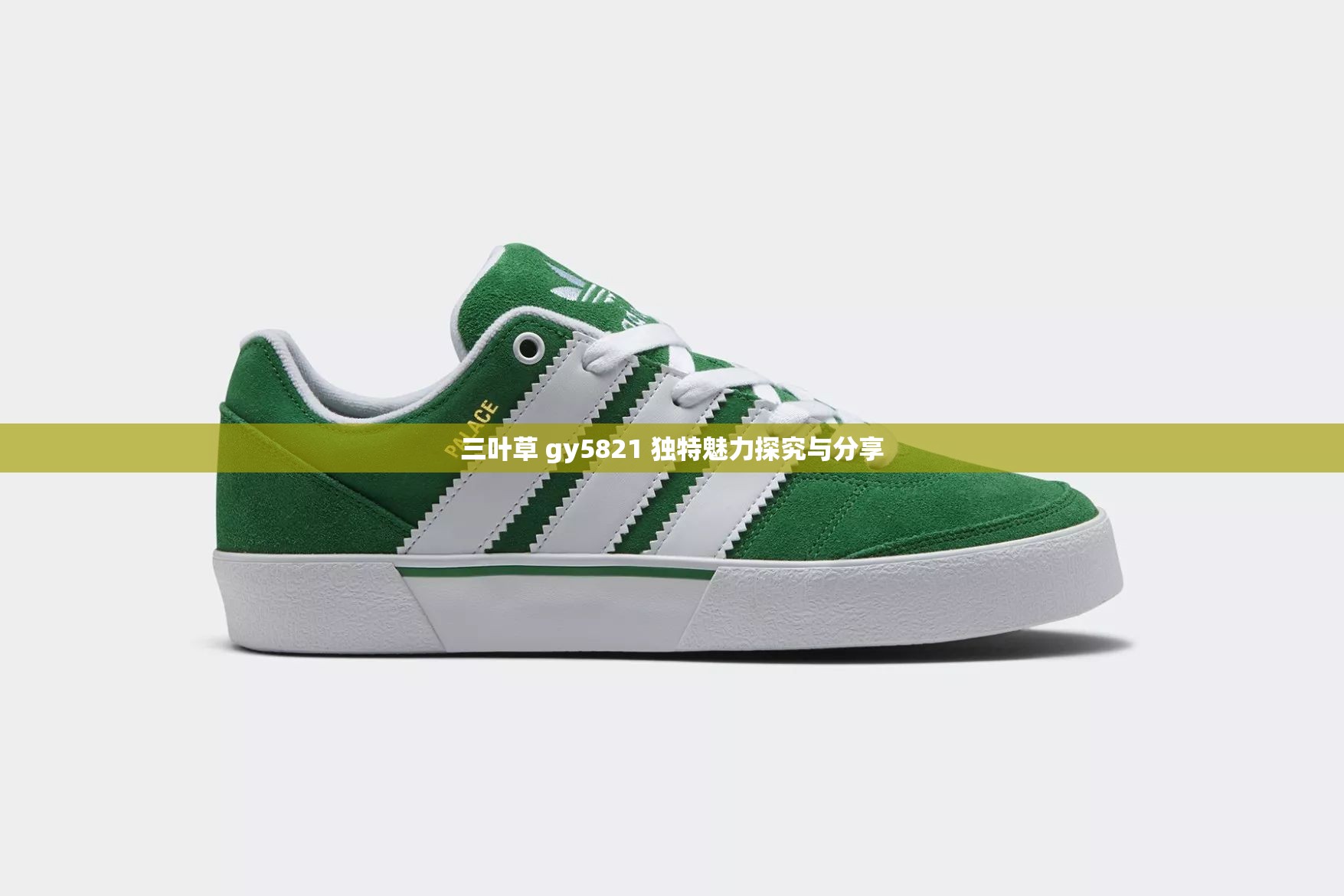 三叶草 gy5821 独特魅力探究与分享