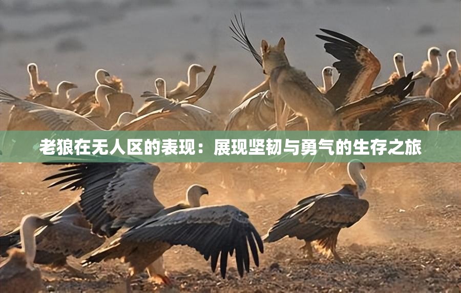 老狼在无人区的表现：展现坚韧与勇气的生存之旅