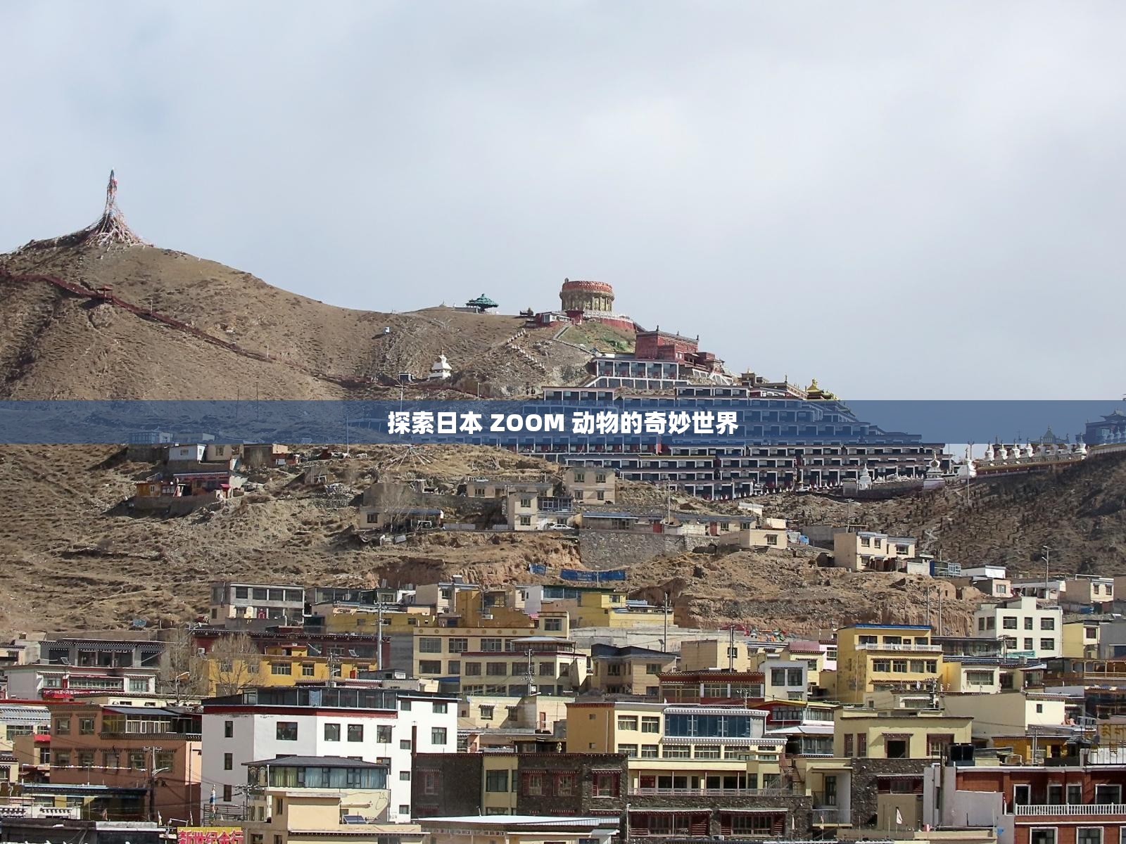 探索日本 ZOOM 动物的奇妙世界