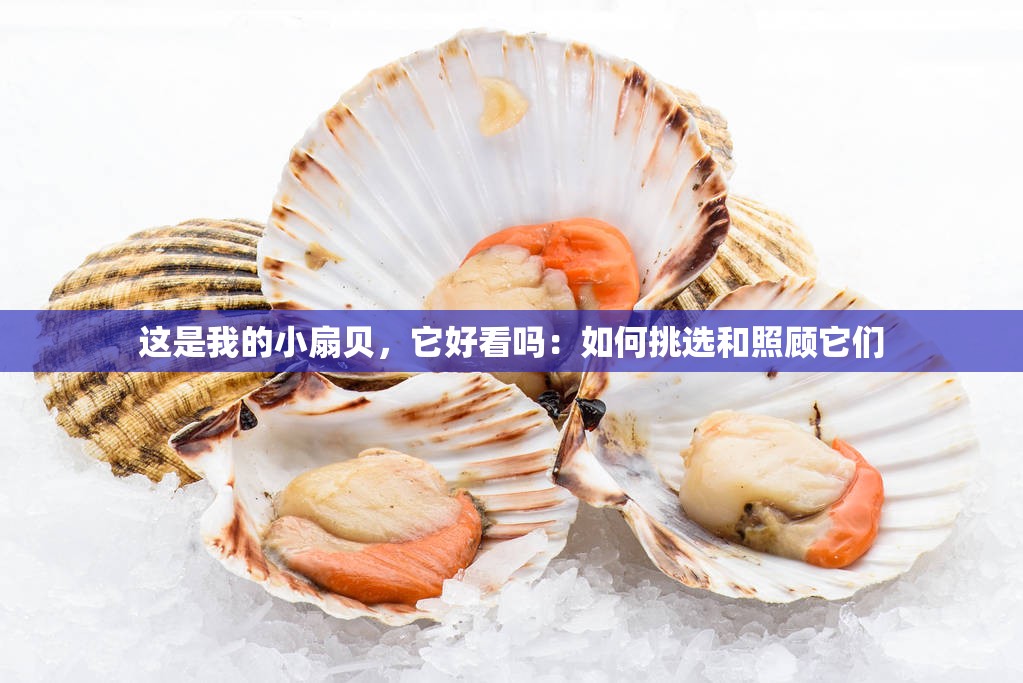 这是我的小扇贝，它好看吗：如何挑选和照顾它们