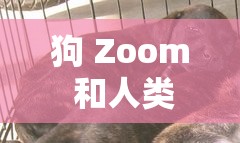 狗 Zoom 和人类 Zoom 哪个好引发的关于动物与人类的思考