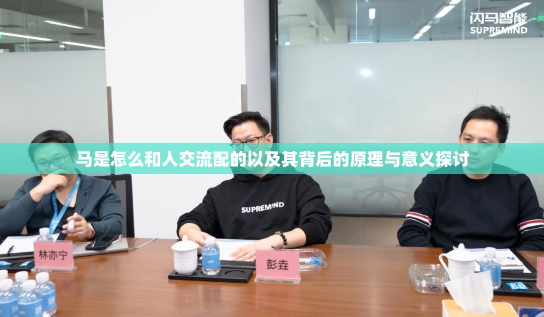 马是怎么和人交流配的以及其背后的原理与意义探讨