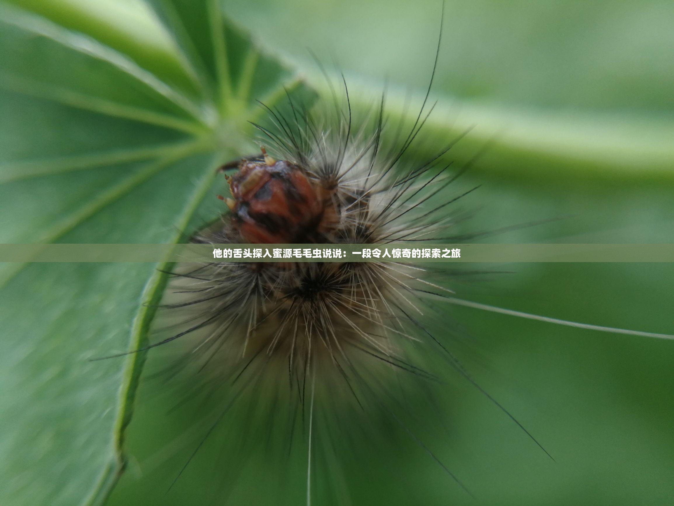 他的舌头探入蜜源毛毛虫说说：一段令人惊奇的探索之旅