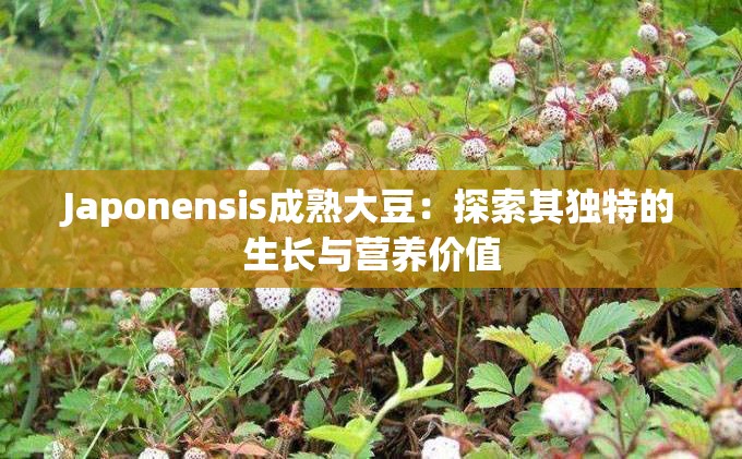 Japonensis成熟大豆：探索其独特的生长与营养价值