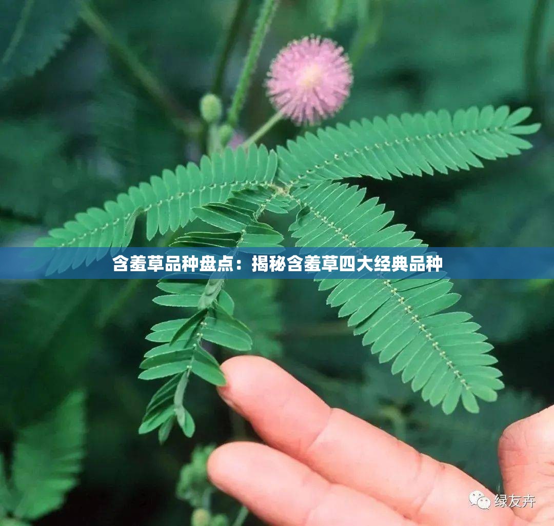 含羞草品种盘点：揭秘含羞草四大经典品种