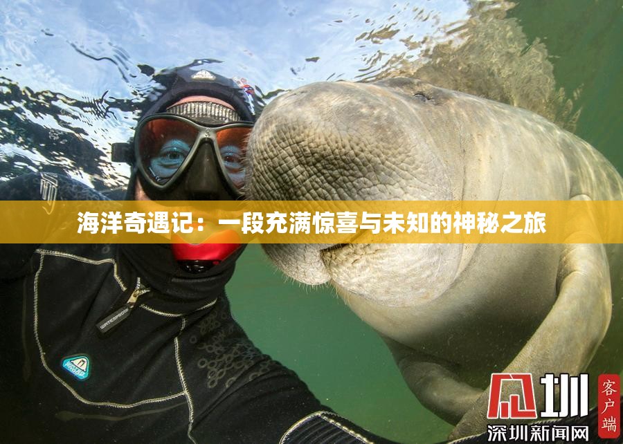 海洋奇遇记：一段充满惊喜与未知的神秘之旅