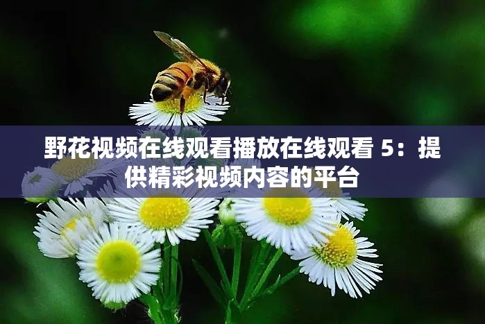 野花视频在线观看播放在线观看 5：提供精彩视频内容的平台