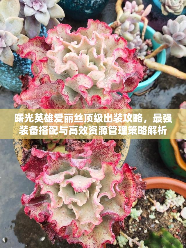 曙光英雄爱丽丝顶级出装攻略，最强装备搭配与高效资源管理策略解析