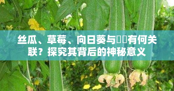 丝瓜、草莓、向日葵与卐卍有何关联？探究其背后的神秘意义