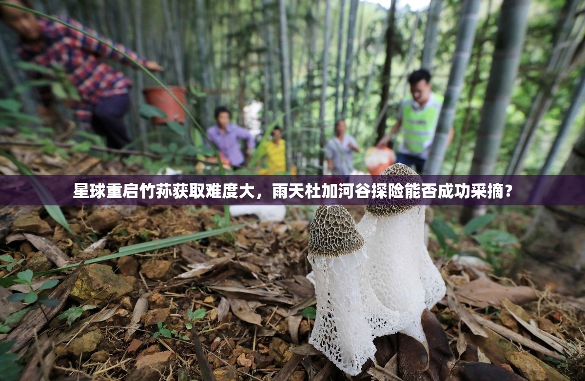 星球重启竹荪获取难度大，雨天杜加河谷探险能否成功采摘？