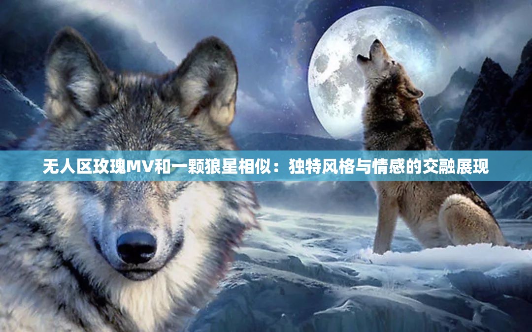 无人区玫瑰MV和一颗狼星相似:独特风格与情感的交融展现 无人区玫瑰MV和一颗狼星相似:独特风格与情感的交融展现